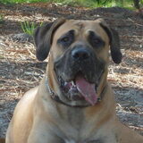 lieve lola
