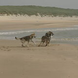 Foto van Leffe Saarlooswolfhond