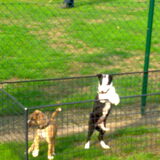 op de honden school