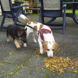 Dit is Pukkie met het 9 weken oud jarig hondje lara. Die is van mijn…