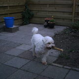 Bob met kluif