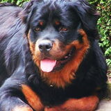 Diesel
