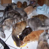 Bijna alle katten op de foto de speelmaatjes van Skip