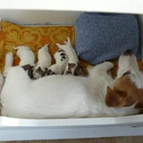Queeny heeft 19 januari puppies gekregen! Wekelijks plaats ik nieuwe…