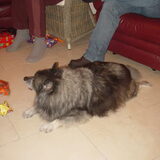 dit is onze oude vriend ceasar altijd midden in het pad liggend.