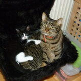 Dit zijn onze 2 poezen Sofie en Fee hier 1,5 jr en 9 weken foto gemaakt…