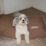 Mika op zijn mooie, nieuwe kussen