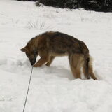 Foto van Leffe Saarlooswolfhond