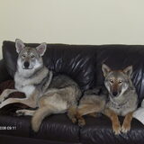 Foto van Leffe Saarlooswolfhond