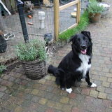 Bij ons in de tuin