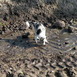 In de modder...