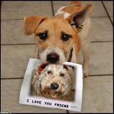 blinkoow and a jack russel terrier