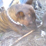 Terra&Chica deel 2