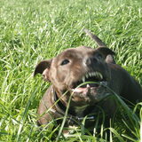 Gras happen