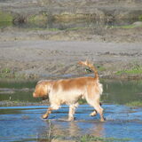 in het water