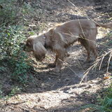 in het bos