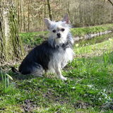 Mika poppie