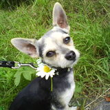 bloemenhondje