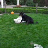 Foto van Hannie met Beer en Chelsea