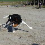 grappige foto