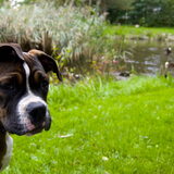 Dit is Lyna onze Cane Corso/Amerikaanse Bulldog pup van 4 mnd