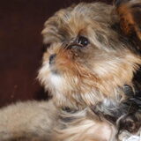 Puppy Indy ooit