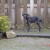 Foto van Gotcha