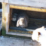 Tess en "lola"onze Franse hangoor dame