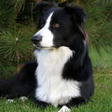 spyro de border collie
