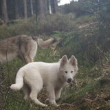 Foto van Leffe Saarlooswolfhond