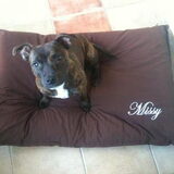 Foto van Missy