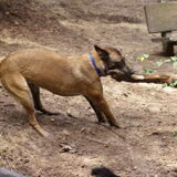 gina is een hond met veel pit is een teef van 3 jaar. heeft veel…