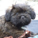 dit is billie senna haar andere vriend