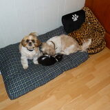 lizzy en masha met fee