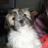 Hier zit daisy bij mijn kind op schoot. (22-01-09)