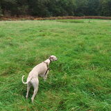 ons veldje