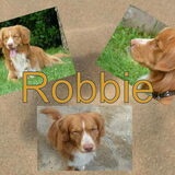 foto robbie