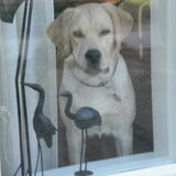 hier waak ik, haha
