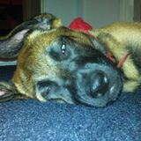 Kaya als pup