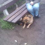 Foto van Colin