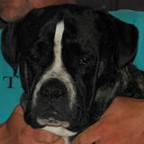 De vader van onze pup Lyna
