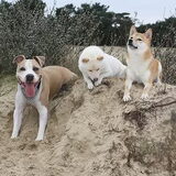 Foto van Ilse