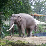 deze wil taz ook eentje als huisdier haha
