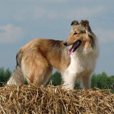 dit is Djona Summer, de First Lady van mijn colliefamily, een taak die…