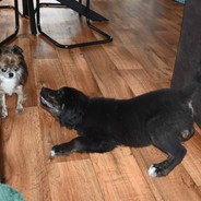 foto Lotus vind Ollie zijn gedrag maar niets, ze weet niet wat ze er mee moet.