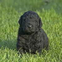Foto 2 van een Curly Coated Retriever