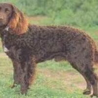 Foto 3 van een Duitse Wachtel (Kwartelhond)