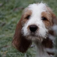 Foto 6 van een Grands Bassets Griffons Vendéens