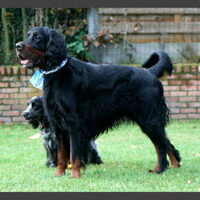 Foto 5 van een Gordon Setter