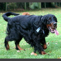 Foto 4 van een Gordon Setter